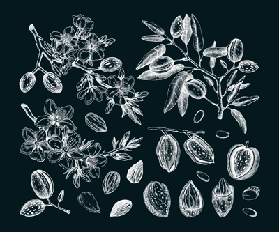 Almond nut sketches set. Hand-drawn vector illustrations on chalkboard. Vintage design with blooming branches, flowers, nuts, and leaves for print. NOT AI generated